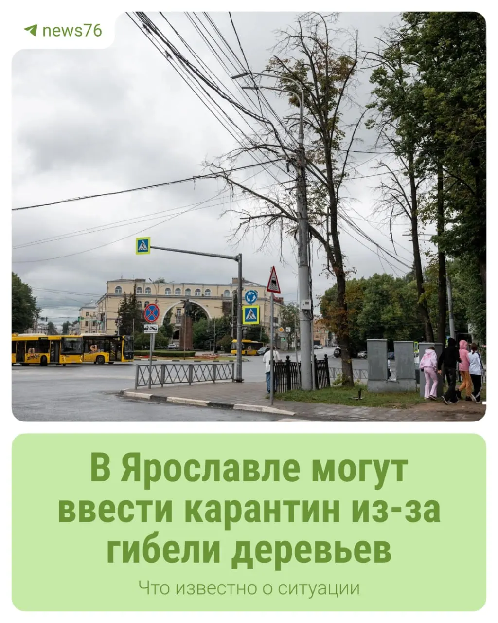 Россельхознадзор фиксирует появление опасного древесного вредителя. В регионе проводят мониторинг и рассматривают введение карантинных зон.