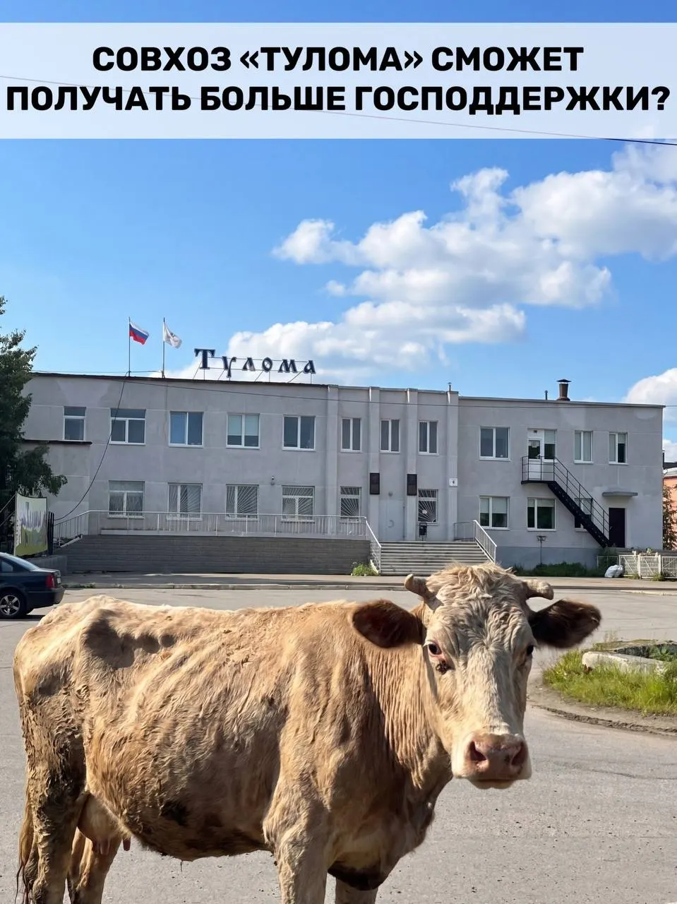 Правила субсидирования молочного животноводства изменили: теперь на федеральную помощь смогут претендовать хозяйства с долей государства или муниципалитета свыше 25%. Для Мурманской области это важно, но в самом совхозе «Тулома» сотрудники говорят о критической ситуации.