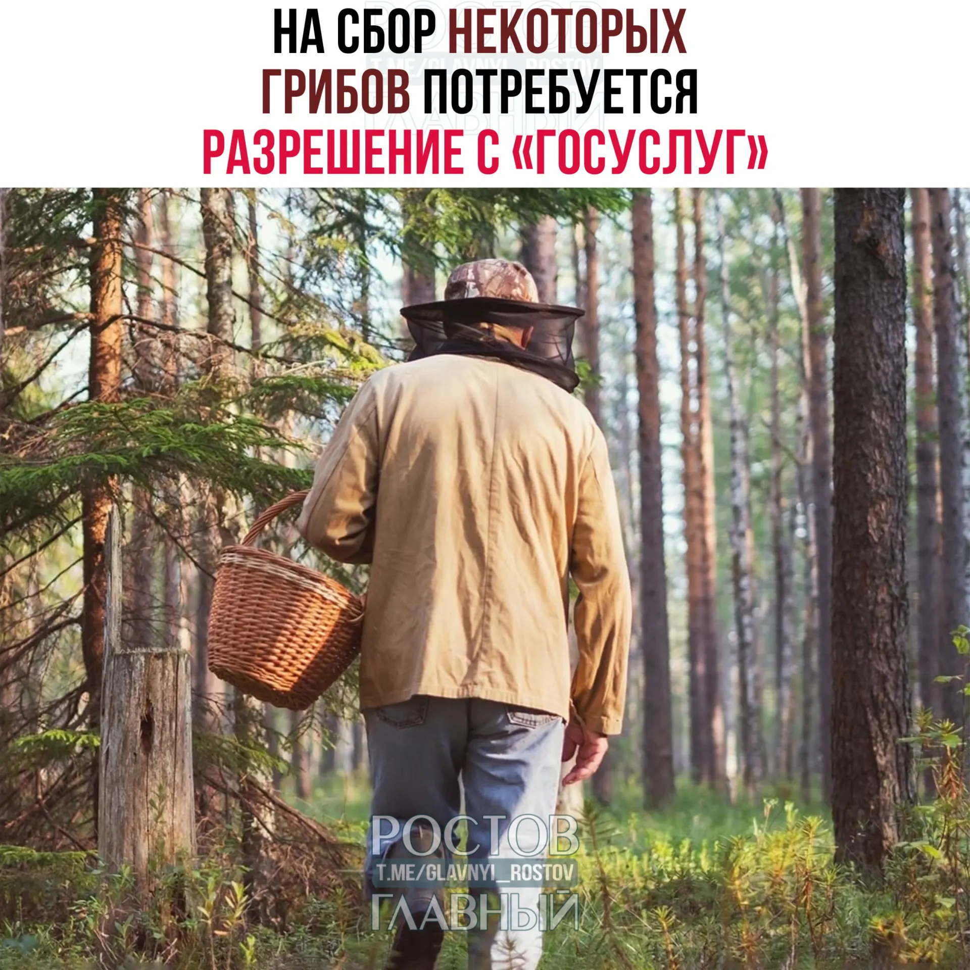 Собирать некоторые редкие виды грибов можно будет только при наличии электронного разрешения — заявки будут рассматривать до 15 дней, за незаконный сбор краснокнижных грибов грозит уголовная ответственность.