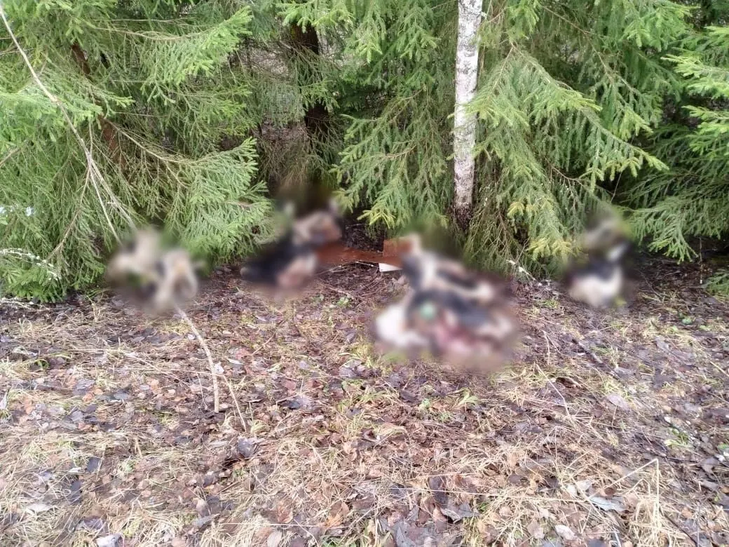 В&nbsp;Рыбинском районе нашли свалку с&nbsp;головами коров