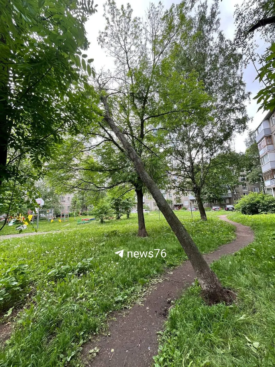 Дерево, вырванное с корнем и нависающее над детской площадкой у домов №126, 126а и 126б, ждёт уборки несмотря на обещание диспетчерской службы решить проблему в течение суток.