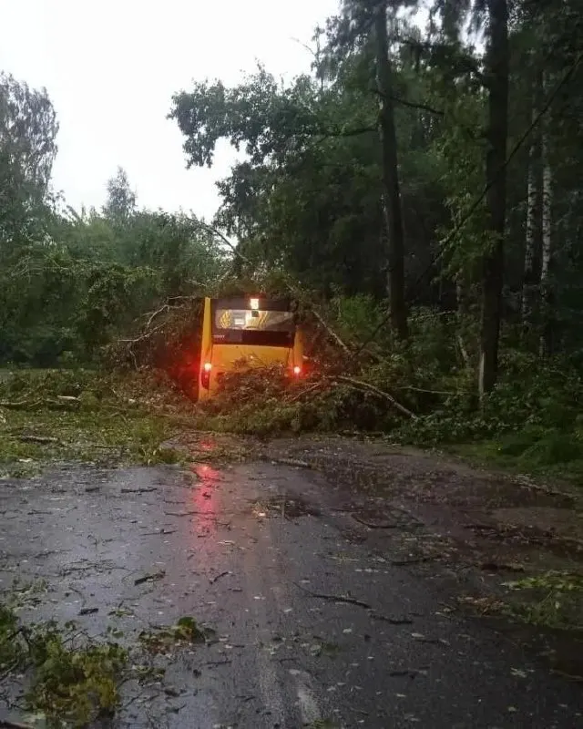 В Заволжском районе 30 июля в салон рейсового автобуса упали ветки и разбили стекла после падения дерева. В салоне находился только водитель — он не пострадал, автобус отправлен на ремонт.