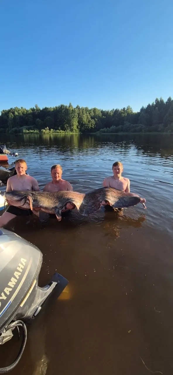Семья рыболовов в районе села Брейтово вытащила из воды гигантского сома, после осмотра его отпустили обратно в водохранилище.