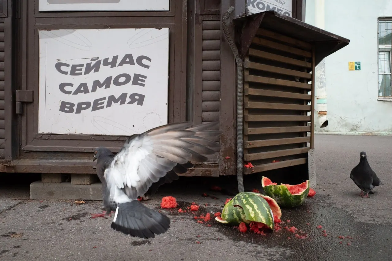 Сводка событий: штрафы за антивоенные высказывания, правовые споры вокруг регистрации кандидатов, поминальные службы, экологические инициативы и кадровые перестановки в Минобороны — в Петербурге, по России и за пределами.